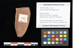 Foto (Objekt + Etikett) von Quercus palaeoilex Ettingshausen (NHMW-GEO-2024-0188-0855)
